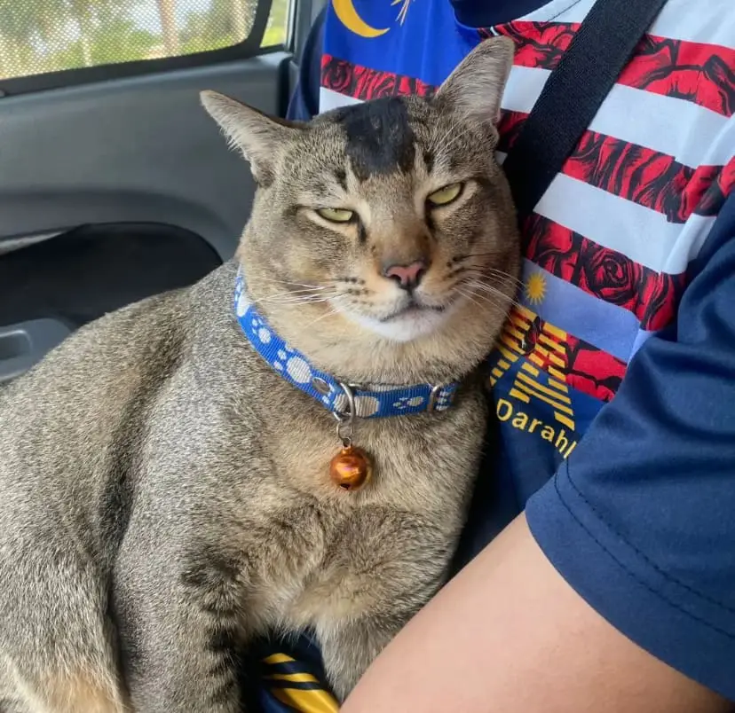 Acan, a cat in Johor