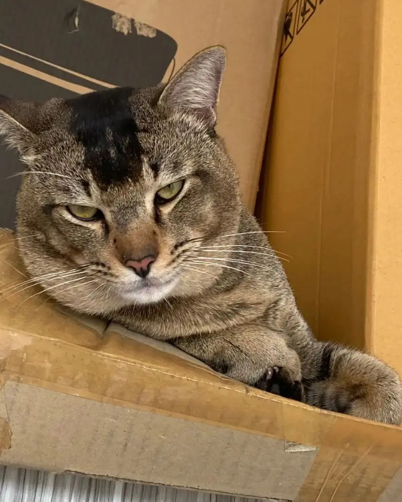 Acan, a cat in Johor