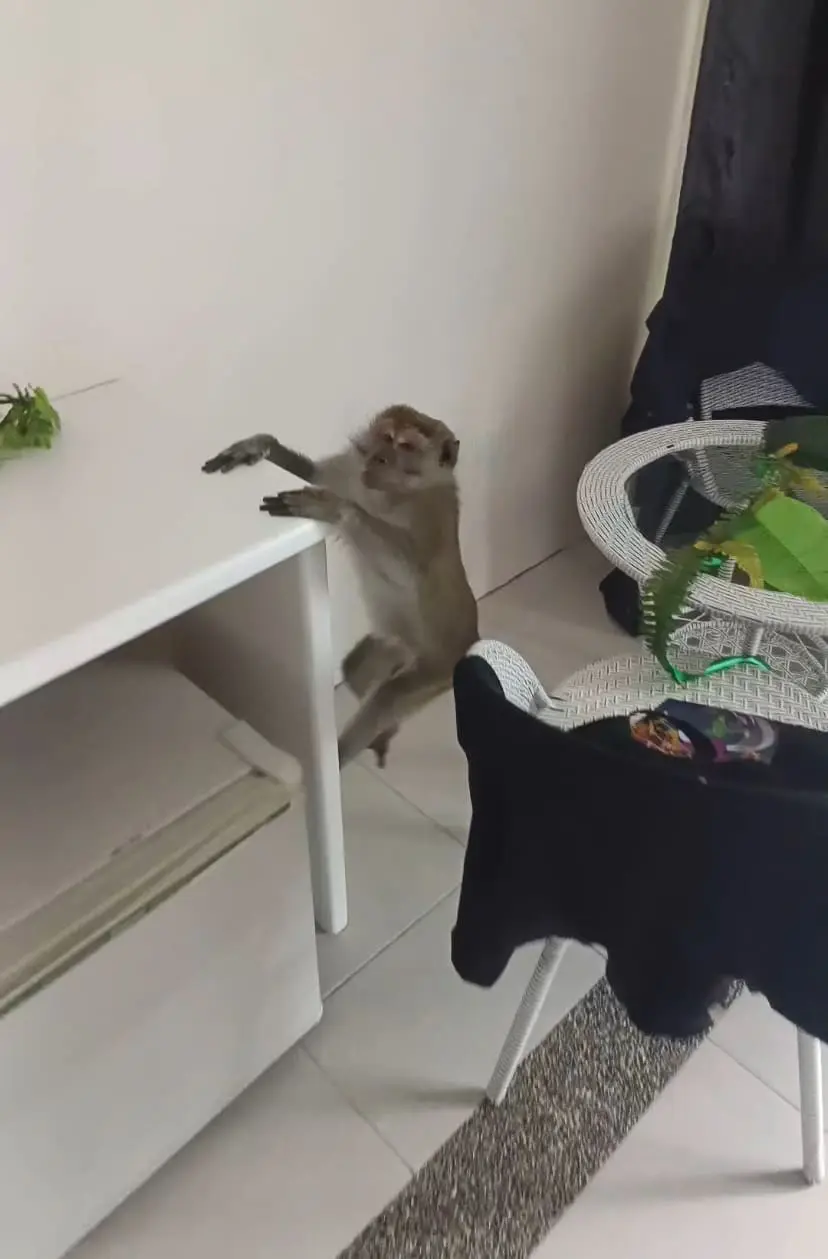 monkey climbing at the atop of TV table