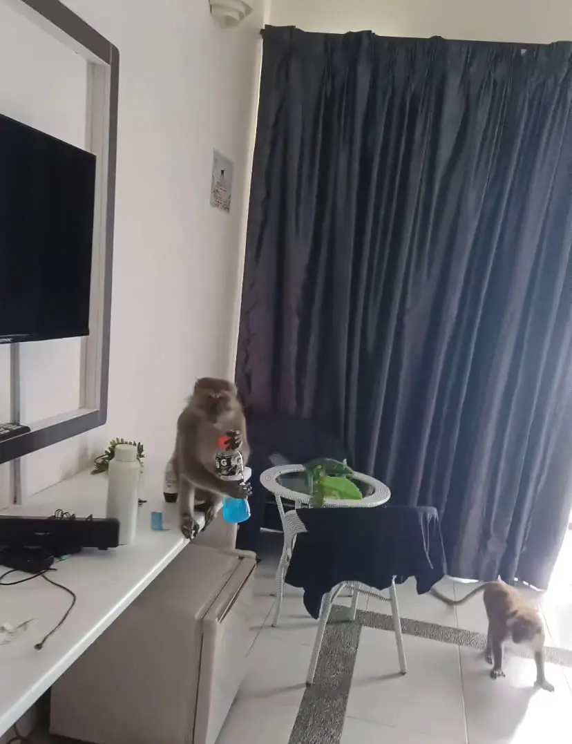 Monkey grabbing drinking bottle