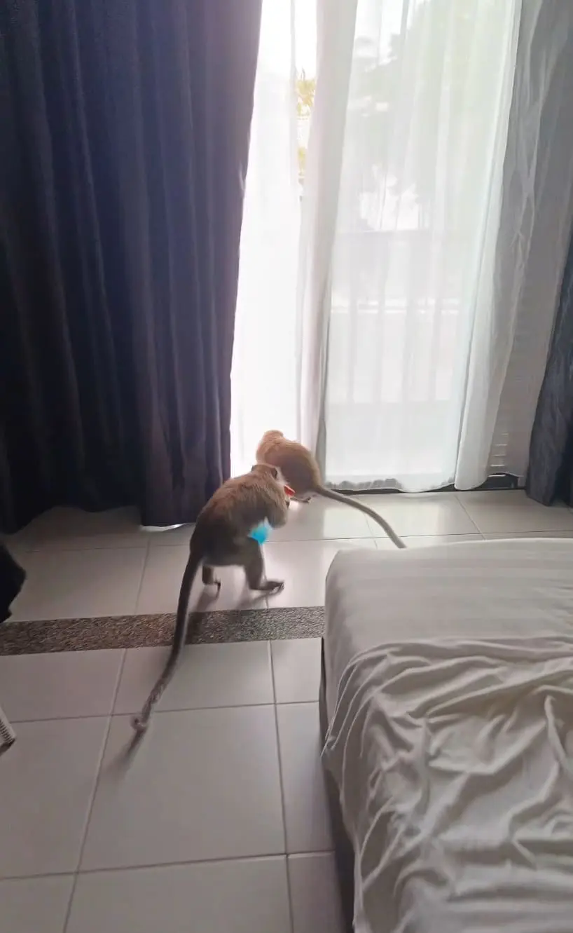Monkeys heading towards balcony at Pangkor Resort