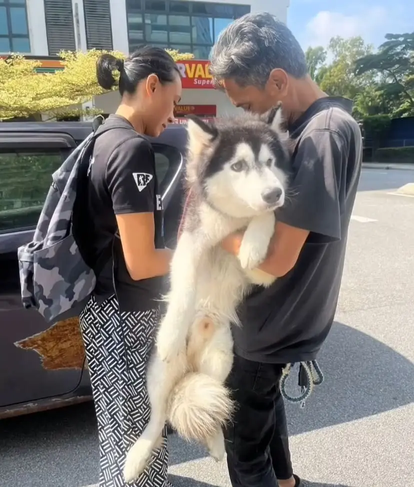 husky rescued by shima aris