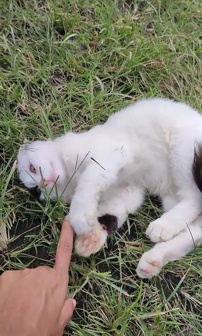 cat lounging on the grass with eyes opened with other person touching its paws