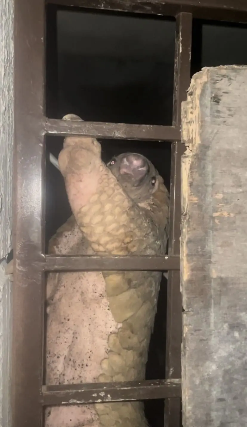 Pangolin hanging by a window