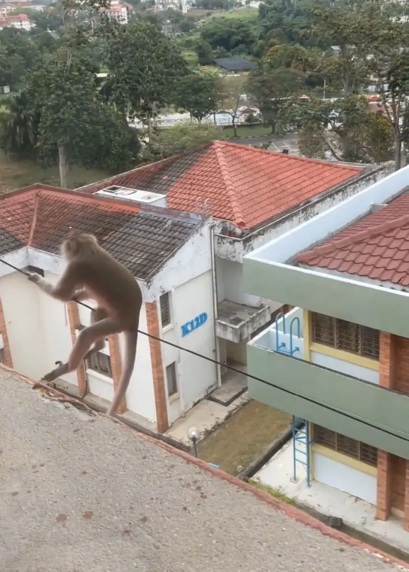 Monkey climbing down from electrical pole cable 