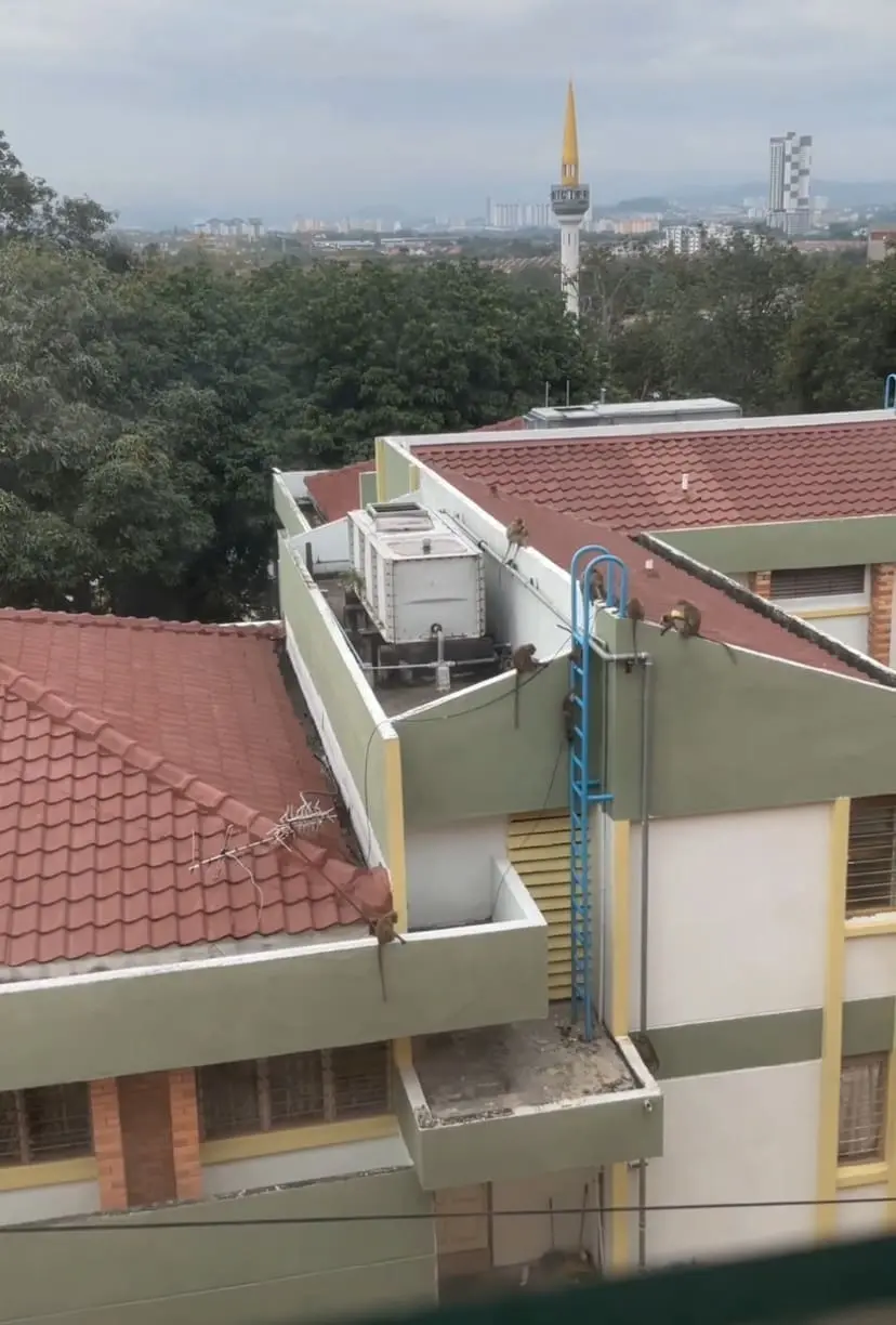 Monkeys at UKM college area