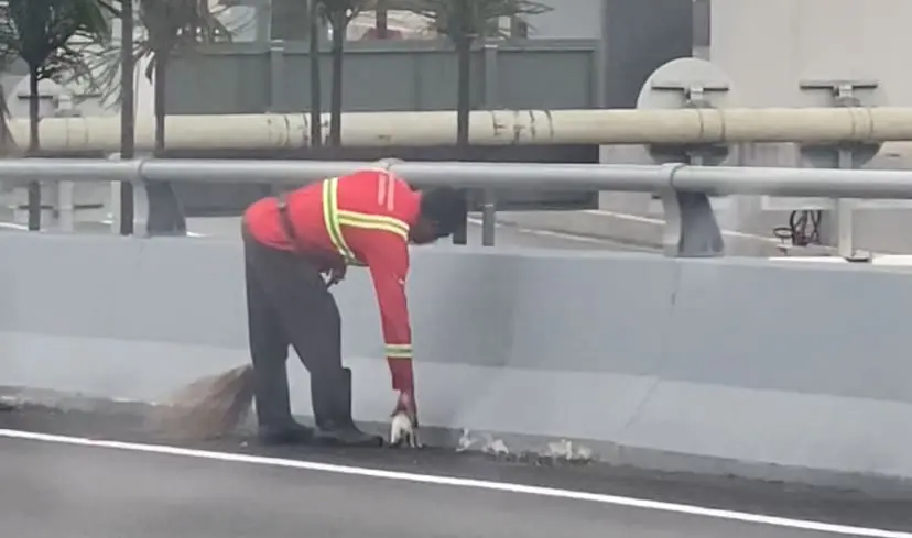 street cleaner grabs white cat