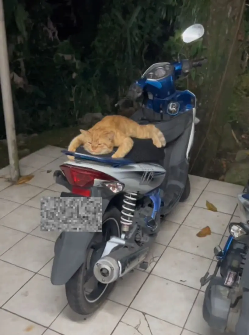 Oyen on motorbike seat