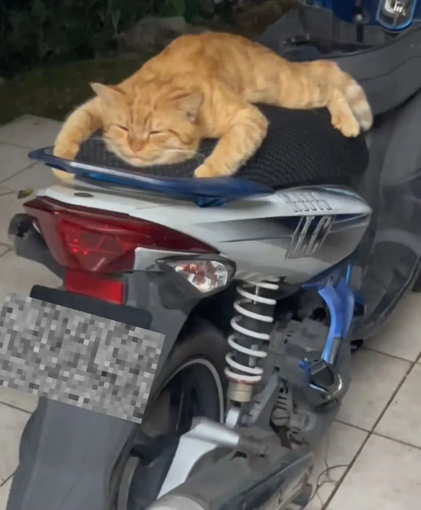 Oyen on motorbike seat