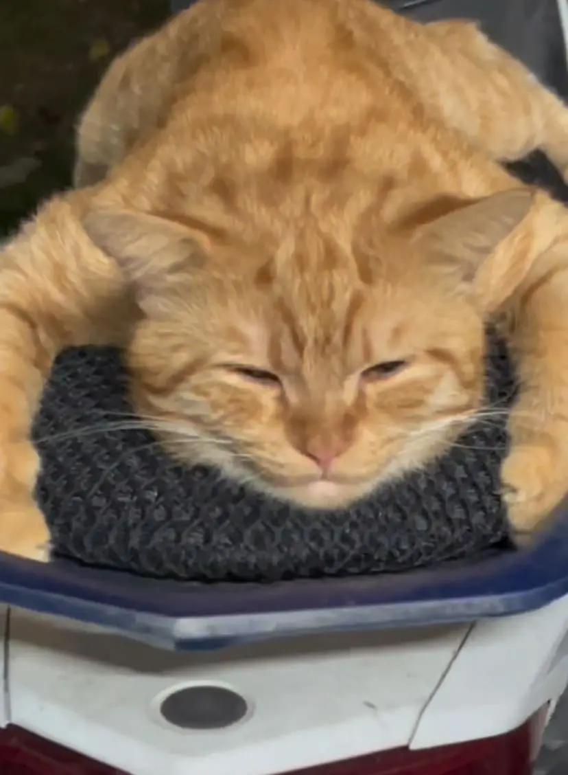 Oyen on motorbike seat