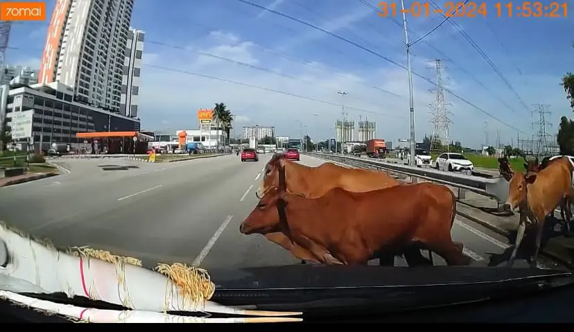 cow collision at Jalan Baru, Penang.