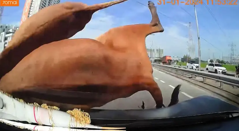 cow collision at Jalan Baru, Penang.