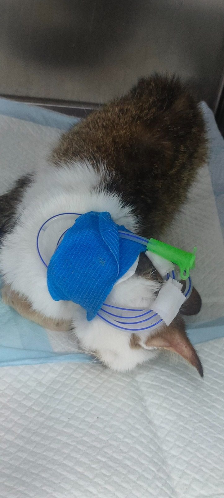 injured cat sleeping at vet's place