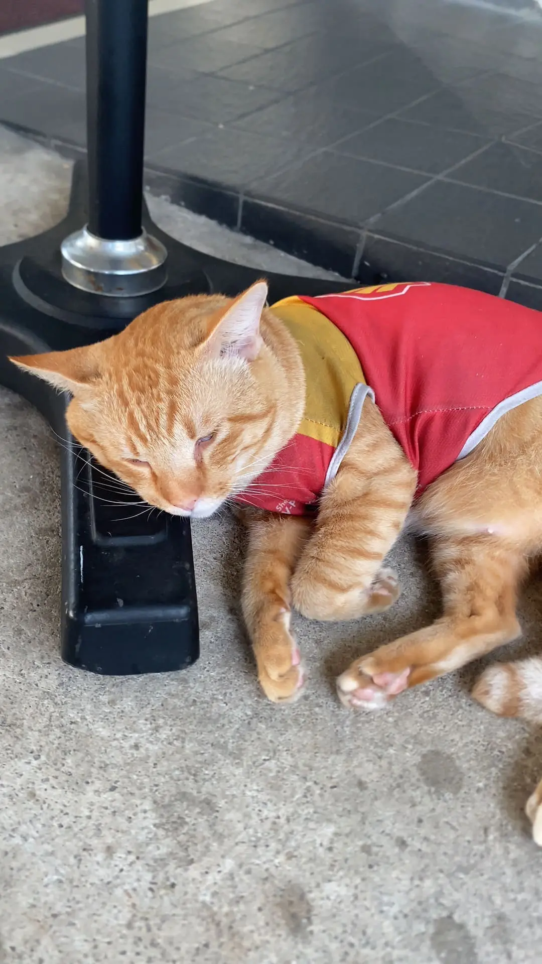 Jit Jit sleeping on a fan's stand 