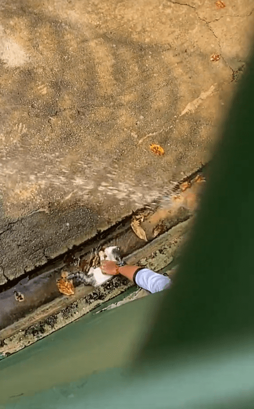 Johor Zoo worker rescues kitten