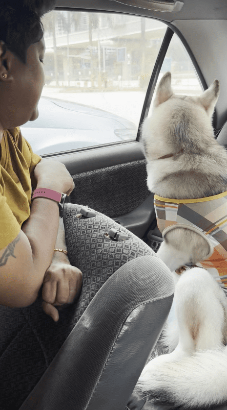 Kiara the husky gets while being lectured by its owner