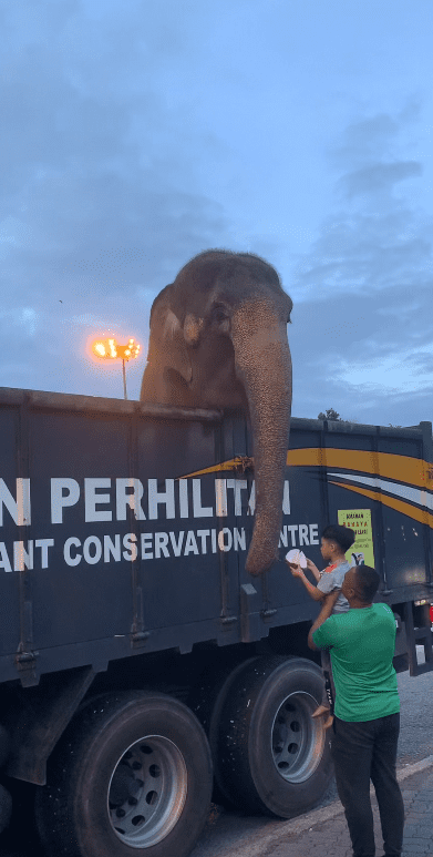 kid giving durian to an elephant