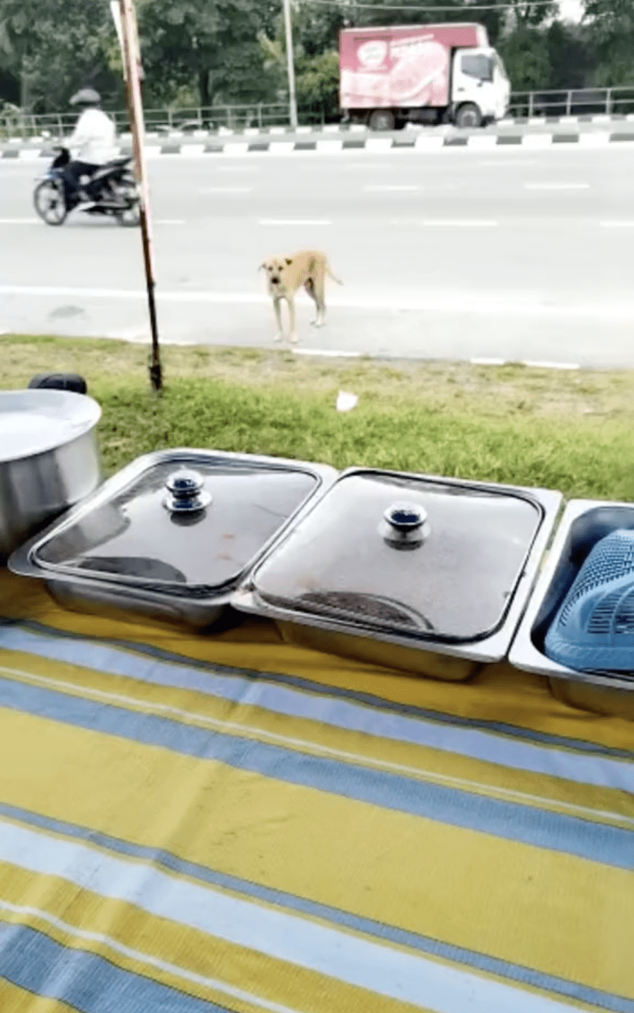 Kind mak cik feed nasi lemak 03