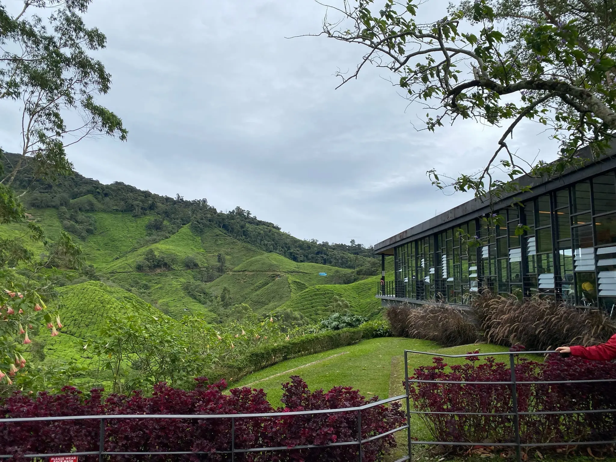 Green hills at Cameron Highlands