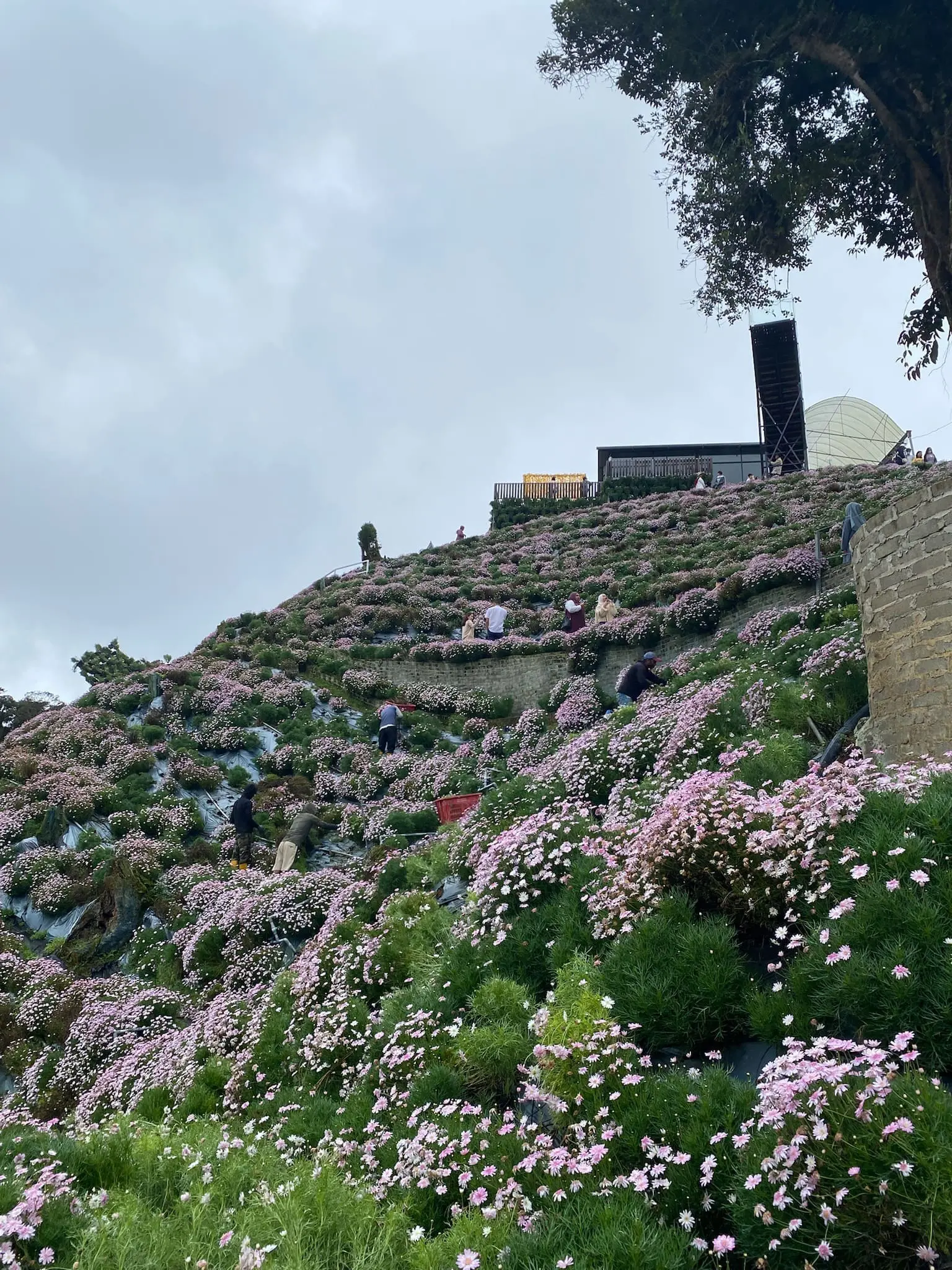 Pink flowers at Cameron Highlands