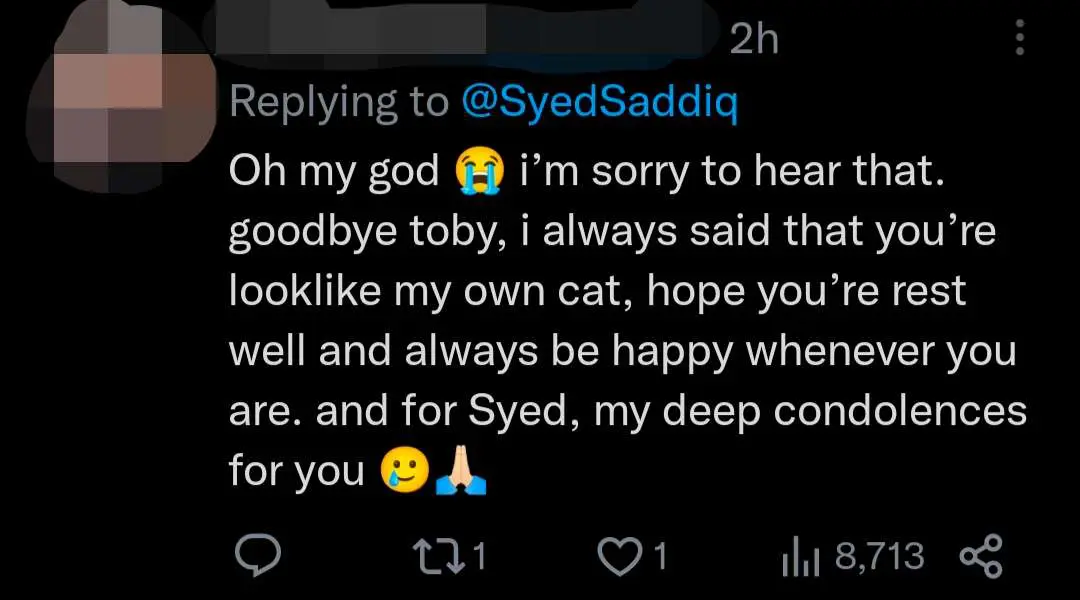 "Rest Well In Cat Heaven" — Syed Saddiq Pens Touching Post For Pet Cat Toby Who Passed Away comment 3