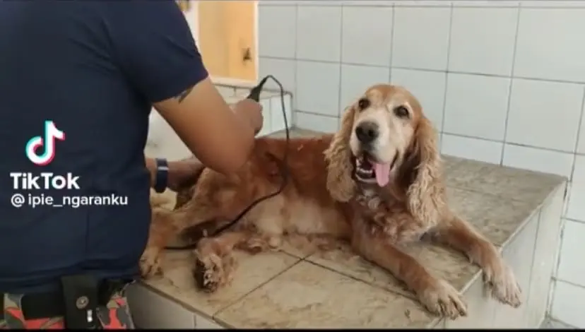 "So Cute!" — Batang Kali Landslide K-9 Dogs Get Groomed After 9 Days Of Hard Work