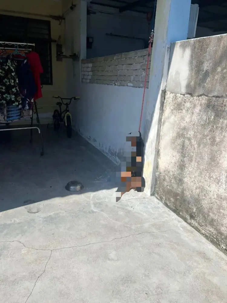 Rottweiler Found Hanging From A Leash In Penang, Owner Claims It Was An Accident