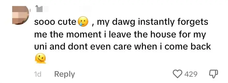 M'sian Man Reunites With Dog After 3 Weeks And It's The Sweetest Thing Ever comment 3