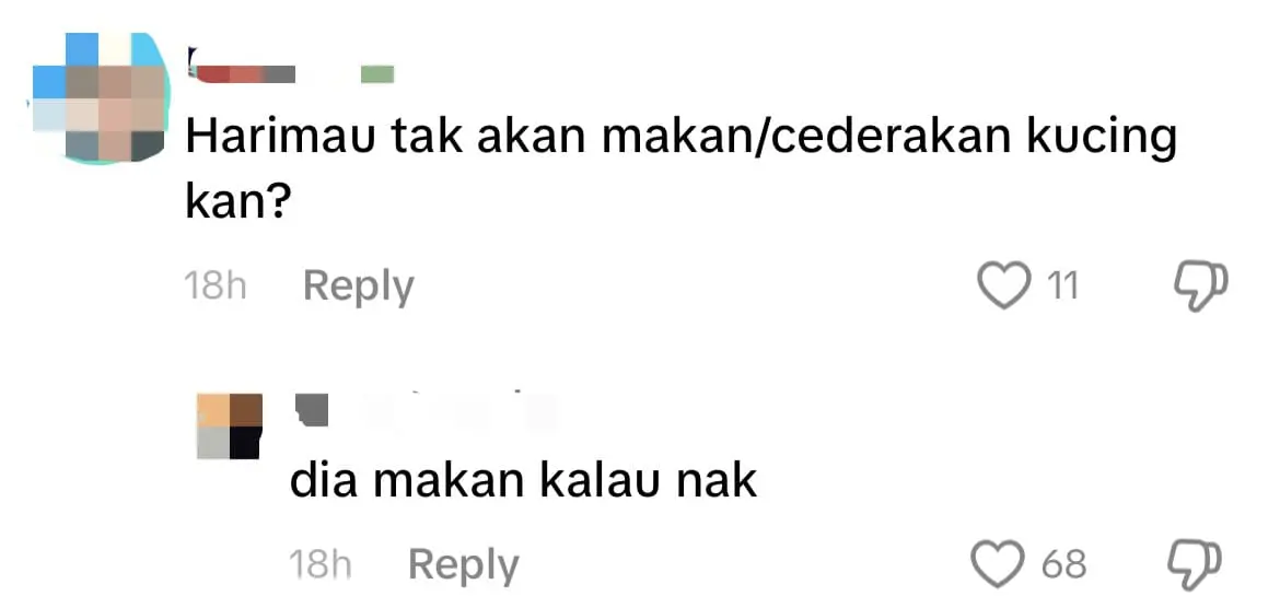 Johor Zoo Worker Saves Kitten From Being Eaten By Tigers After It Fell Into Enclosure comment 3