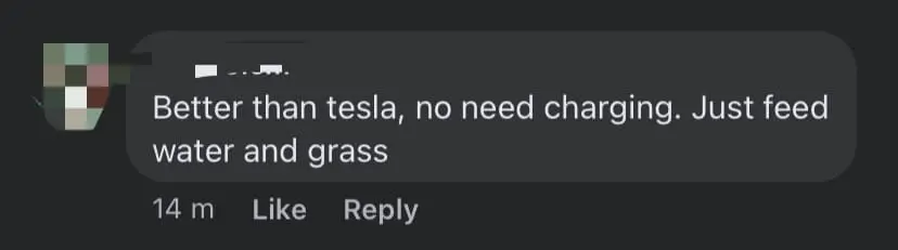 "Better Than Tesla" — 3 Men Seen Riding Bull Cart Along The Road In Taman Serdang Perdana