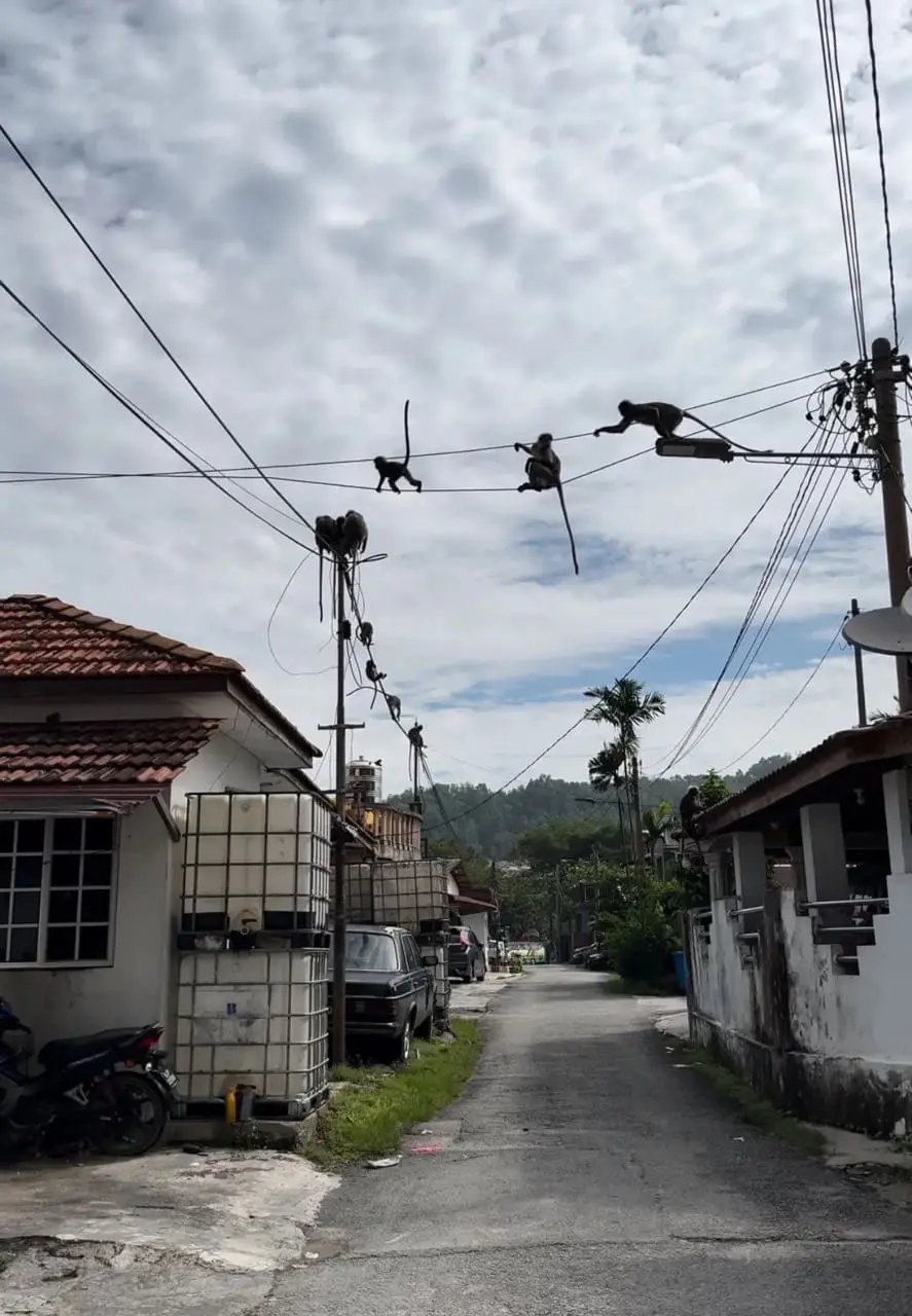 Monkeys on the cable waiting to poop on a Msian man's head