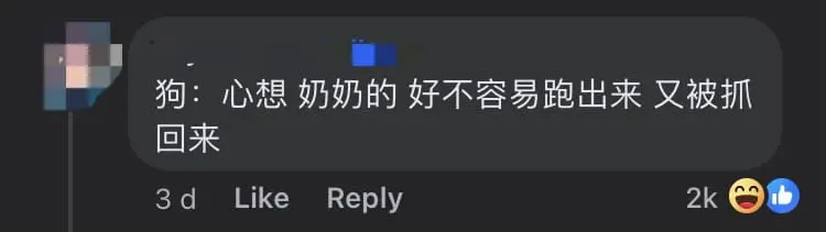 M'sian Woman Reunites Lost Husky With Owner But It Doesn't Look Too Thrilled comment 3