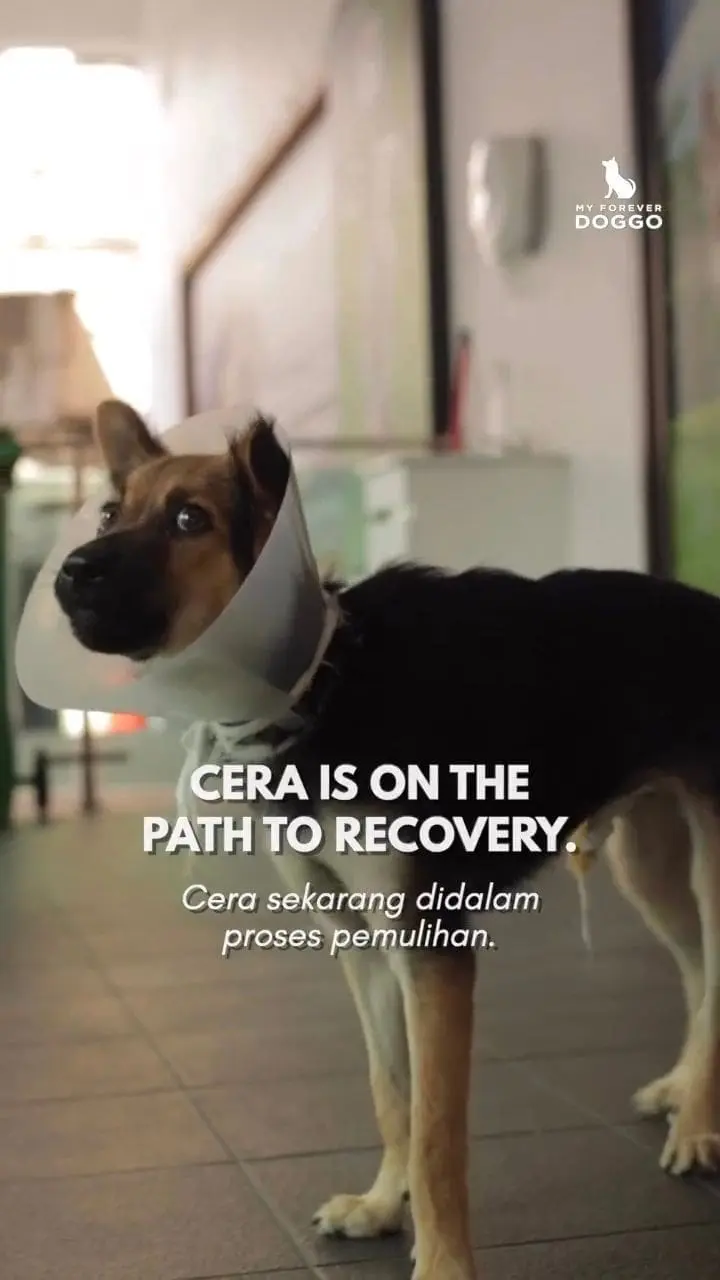 M’sian Man Hits Puppy Over 10 Times With Stick, Threatens To Hit Those Who Intervene