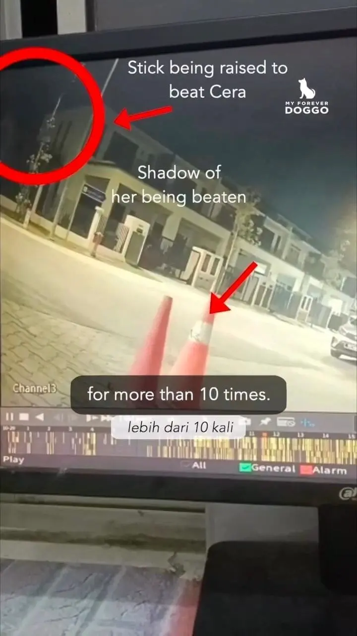 M’sian Man Hits Puppy Over 10 Times With Stick, Threatens To Hit Those Who Intervene