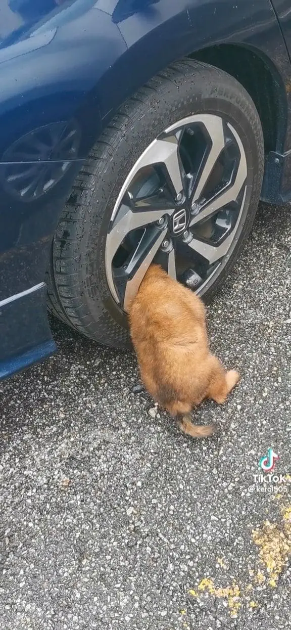 Chubby Puppy Stuck In Car Tyre Rim Wins Netizens Over With It's Adorableness