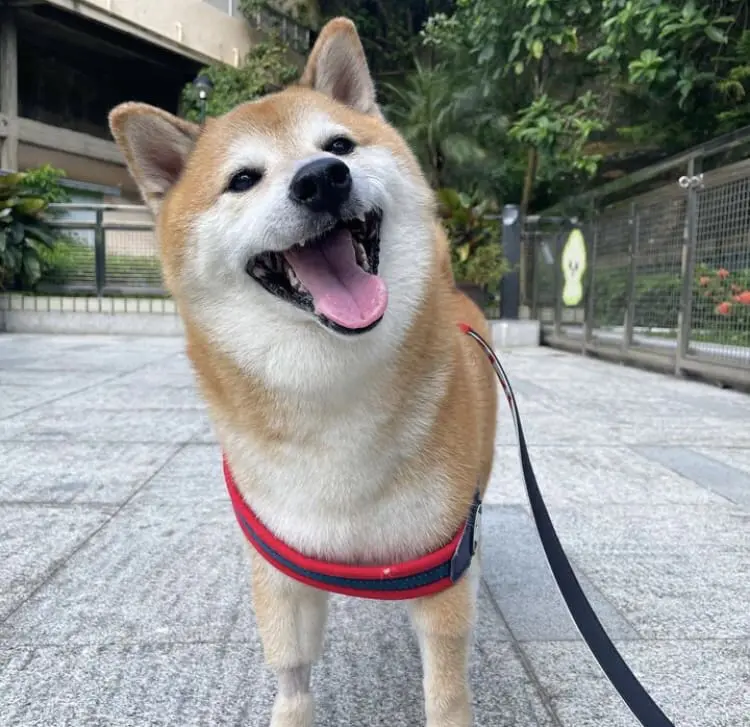 Netizens In Mourning After Cheems The Shiba Inu Passes Away At The Age Of 12