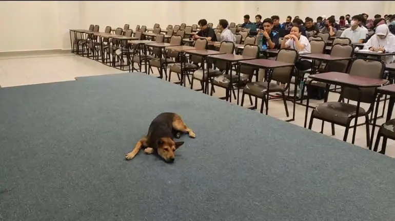 Stray Dog Crashes Two-Hour Lecture at UM Sabah, Stays for The Entire Class