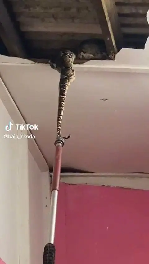 JPAM officer tries to pull python off ceiling