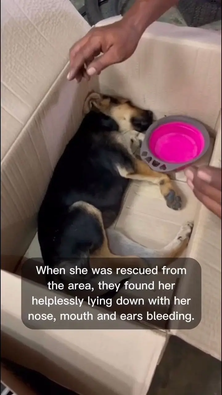 M’sian Man Hits Puppy Over 10 Times With Stick, Threatens To Hit Those Who Intervene