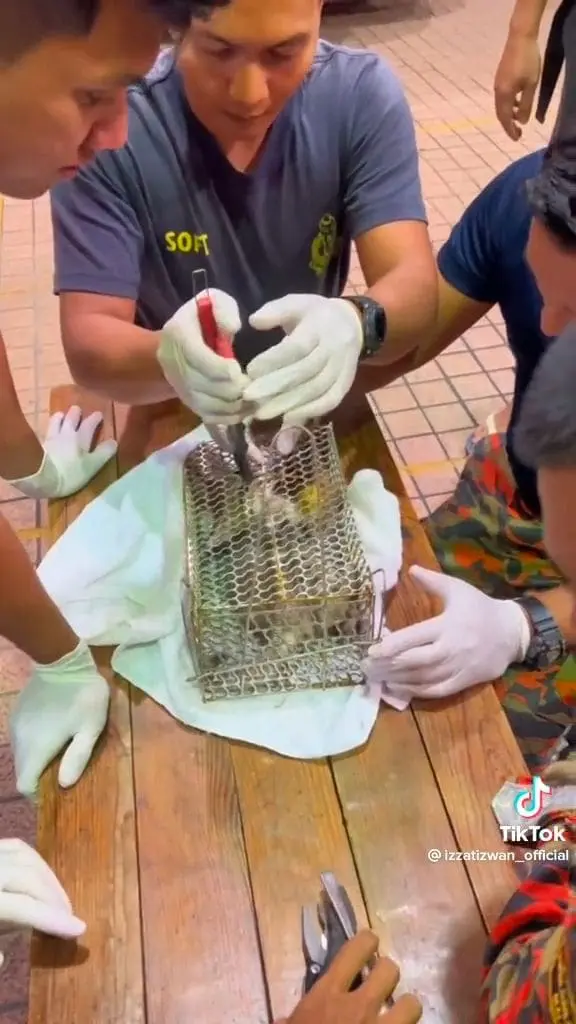 Firefighters free kitten caught in rat trap