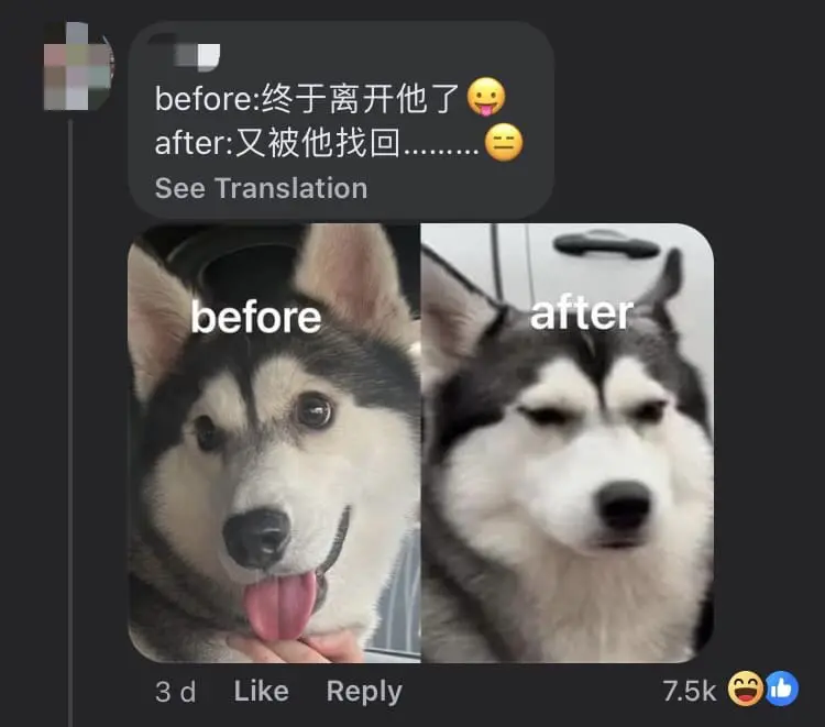 M'sian Woman Reunites Lost Husky With Owner But It Doesn't Look Too Thrilled comment 1