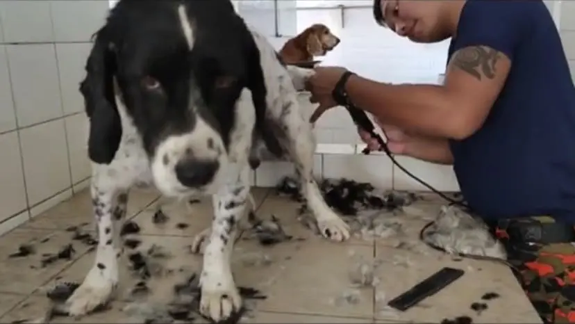 "So Cute!" — Batang Kali Landslide K-9 Dogs Get Groomed After 9 Days Of Hard Work