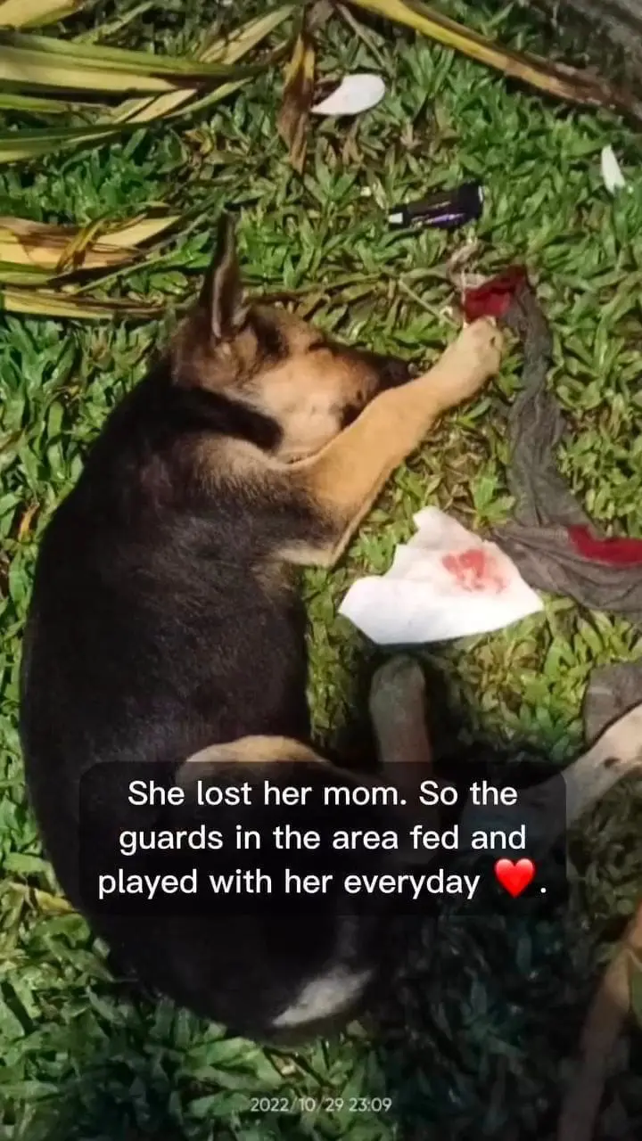 M’sian Man Hits Puppy Over 10 Times With Stick, Threatens To Hit Those Who Intervene