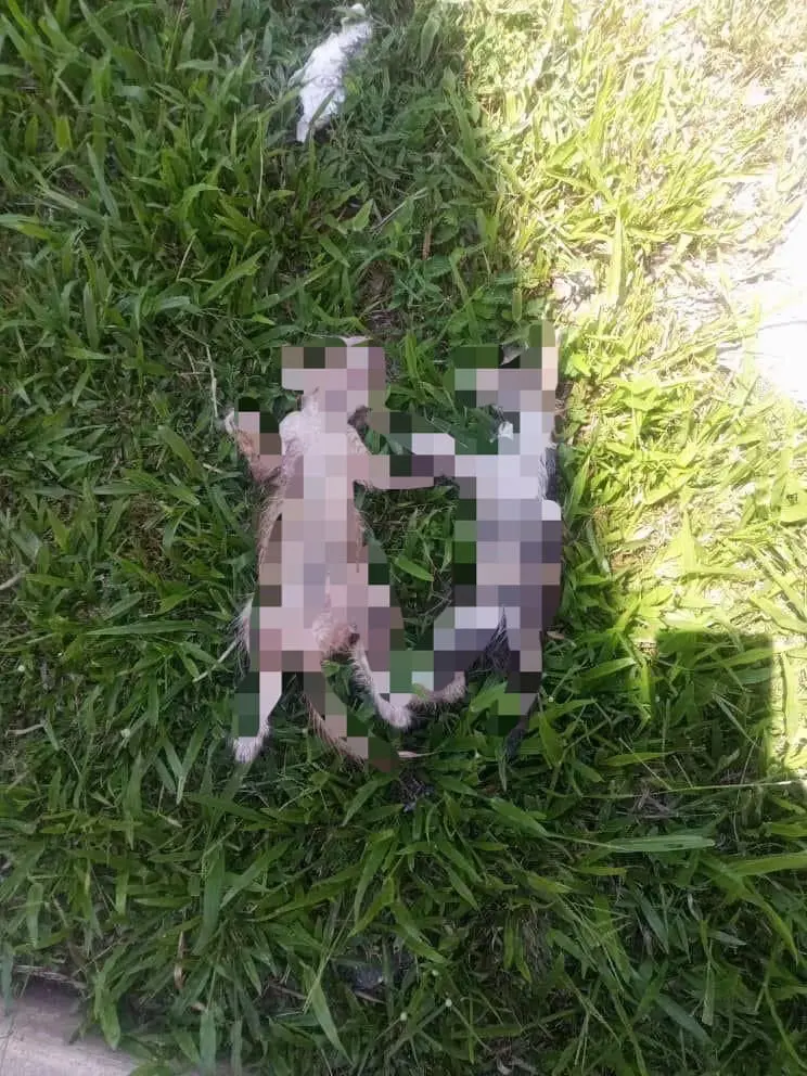 2 kittens drowned to death at Jerantut, Pahang