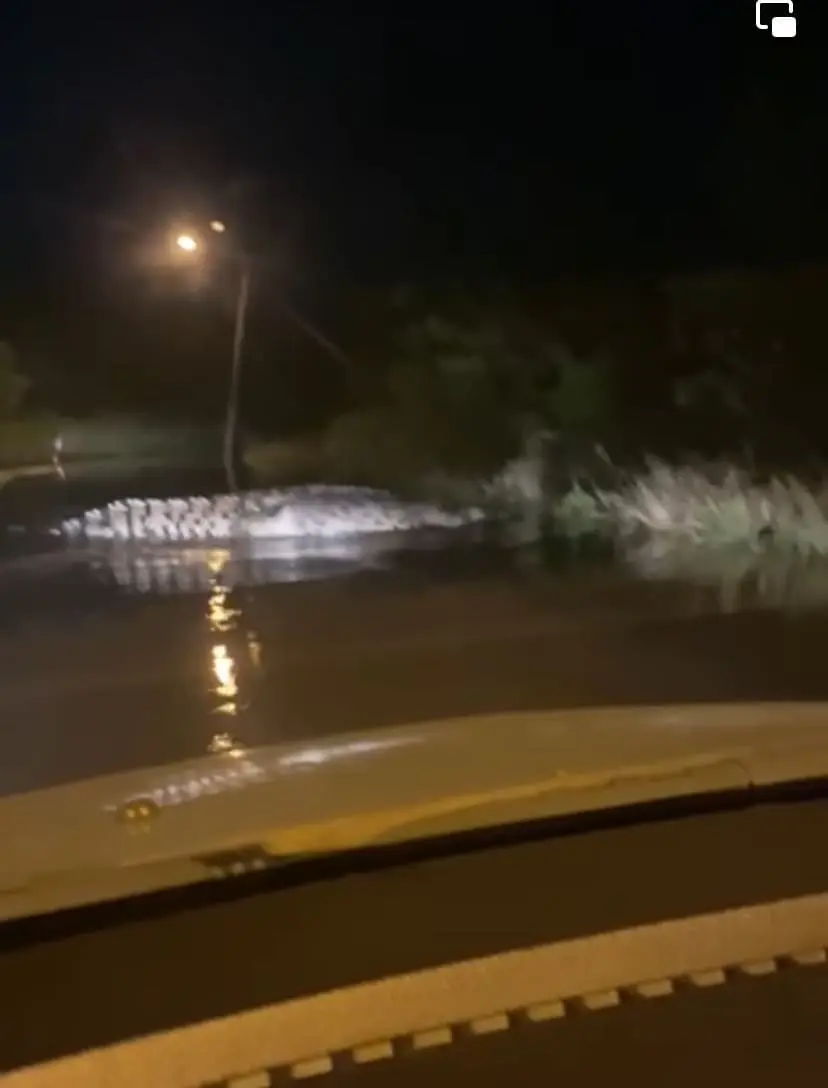 Gigantic Crocodile Spotted Swimming On Flooded Road In Kuantan