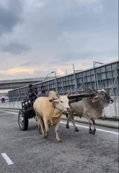 "Better Than Tesla" — 3 Men Seen Riding Bull Cart Along The Road In Taman Serdang Perdana