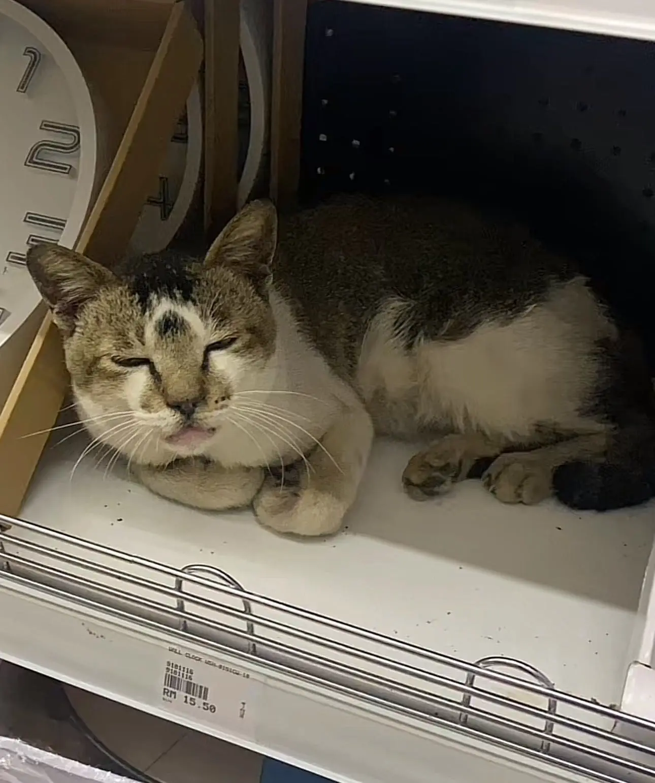cat sleeping on shop's aisle