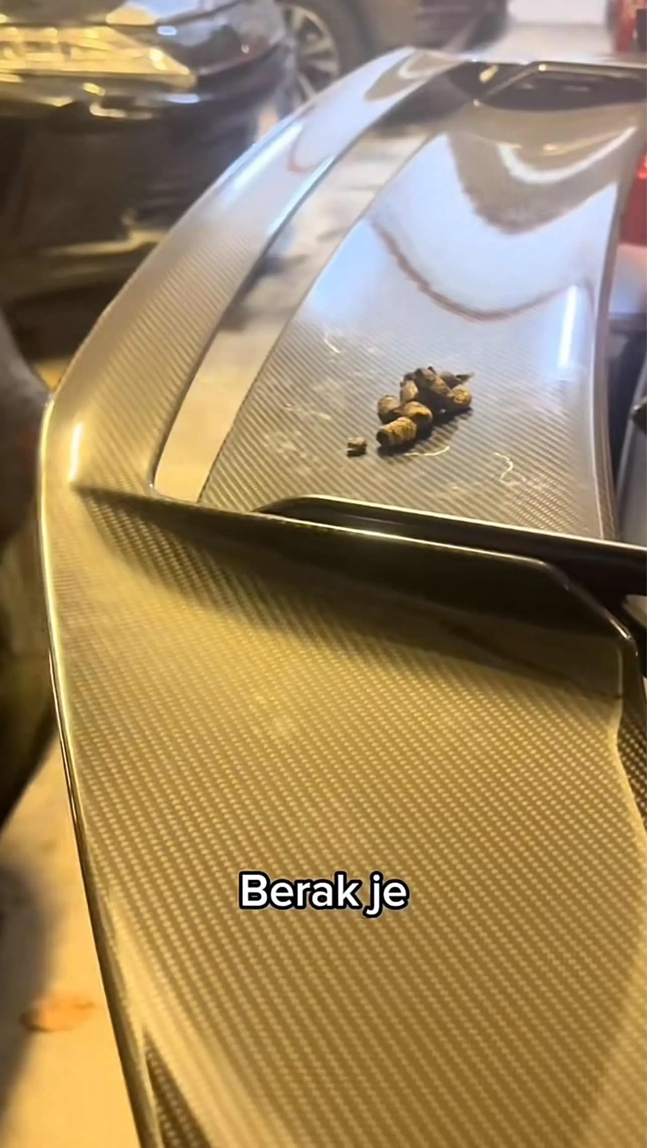 Cat poop on Lamborghini's spoiler