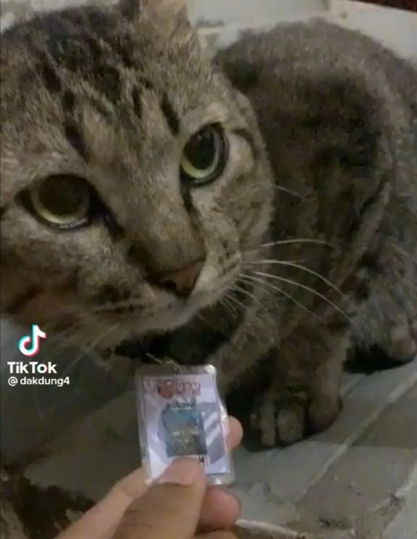 This Cute Cat Is A PhD "Student" At UPM And Even Has Its Own ID Card