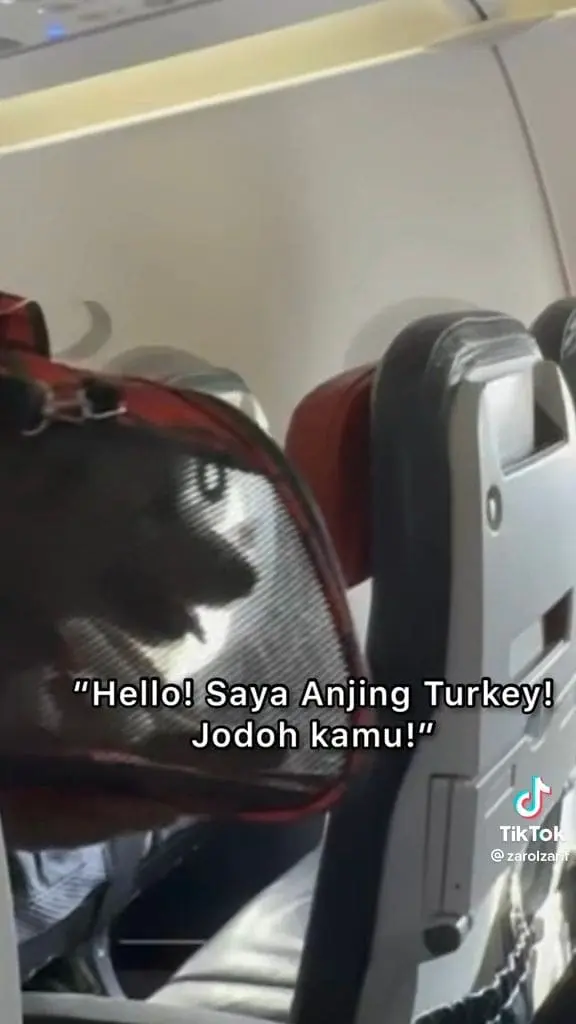 Pet dog becomes Mak Som's flight companion